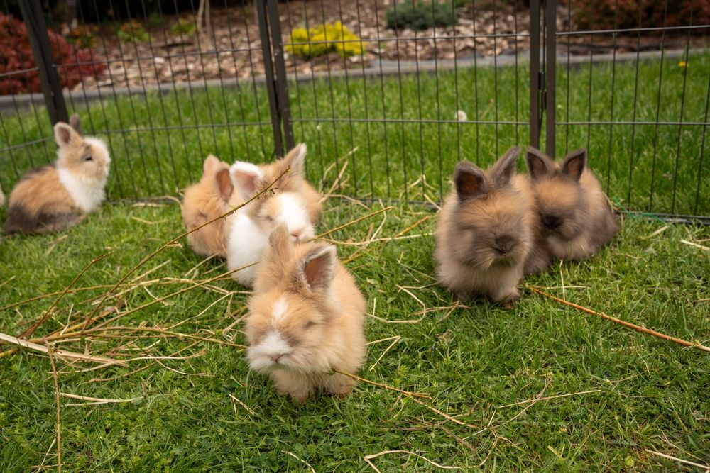 Angora Angielska, english angora, malutlie króliki