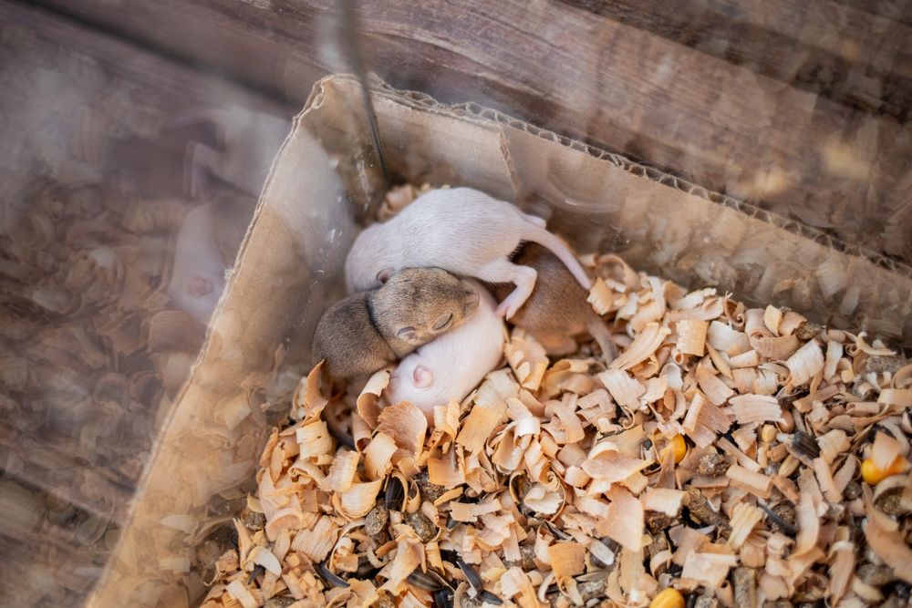 Домашние декоративные мыши, мышки