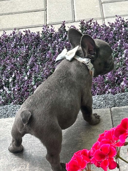 Buldog francuski
