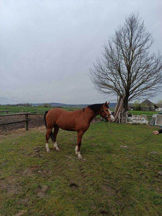 Wałach mieszanki małopolskiej z American Paint Horse