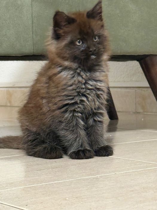 Maine coon de exelente linhagem Macho