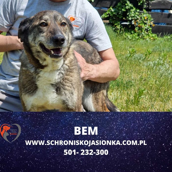 BEM do adopcji – Schronisko Jasionka