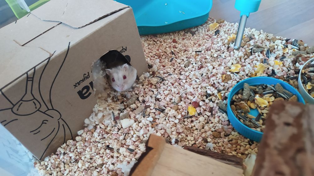 Хом'як джунгарик з власною квартирою )