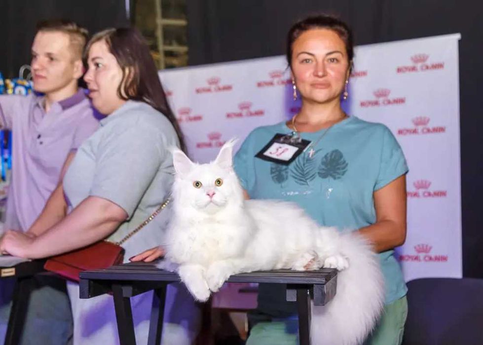 Купити! Ексклюзивні кошенята породи Мейн-кун/Maine coon