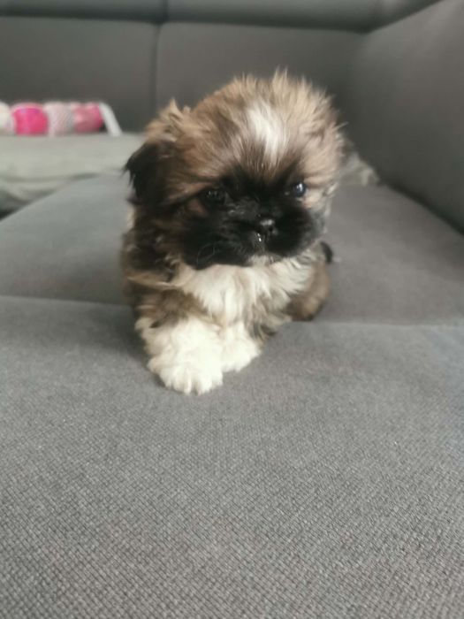 Sprzedam pekińczyki