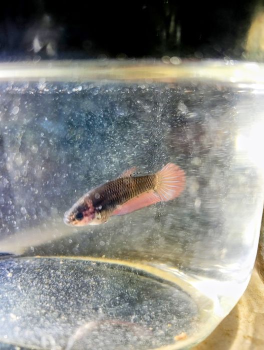 Betta splendens femea