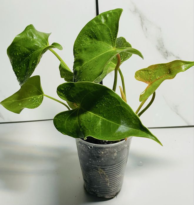 Филодендроны Пинатифидум голд, Антуриум