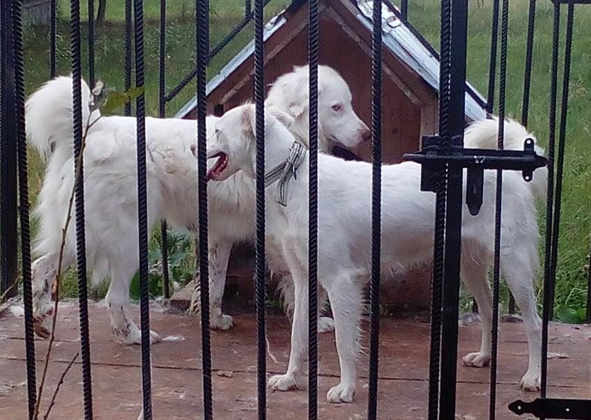 Цуценята Вівчарка Українська Карпатська, Розплідник-ВУК. Щенки овчарка