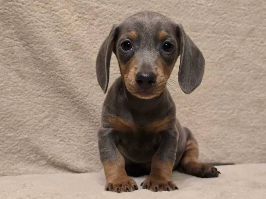 Teckel blue disponível