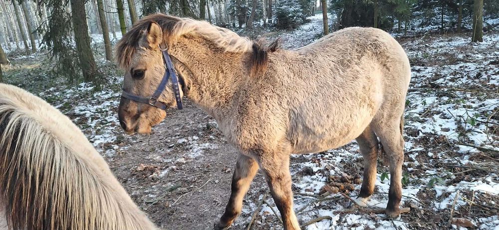 Źrebaki koniki polski