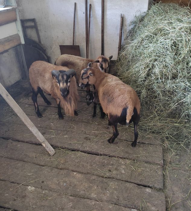 Sprzedam owce kameruńskie