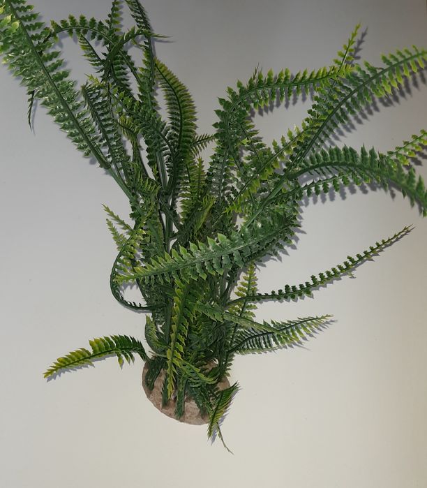 Paprotka roślina dekoracja do akwarium terrarium