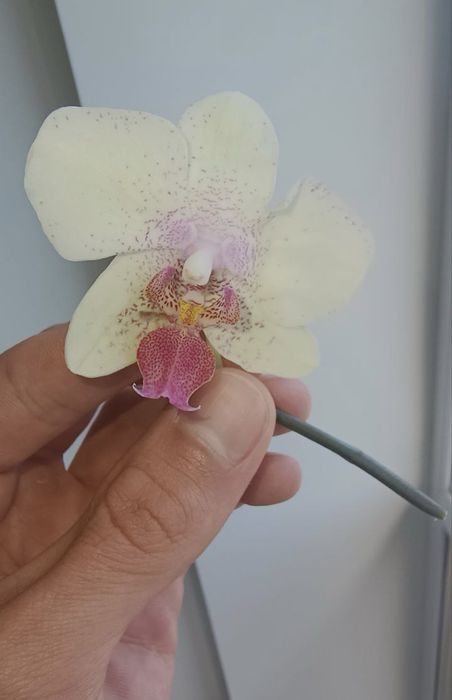 Орхидея Фаленоприс Maya