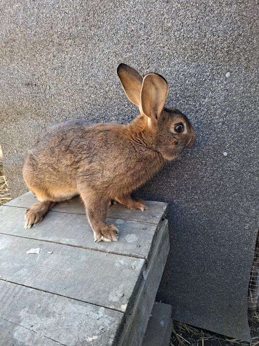 Zajęczak samiec mahoniowy