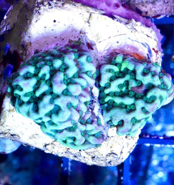 Montipora IceBlue rzadkos WYSYŁKA FLUOLAMPS.PL