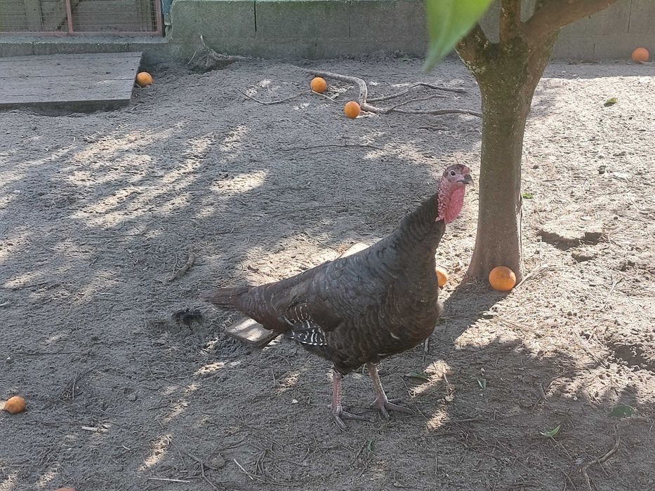 Vendo trio de perús