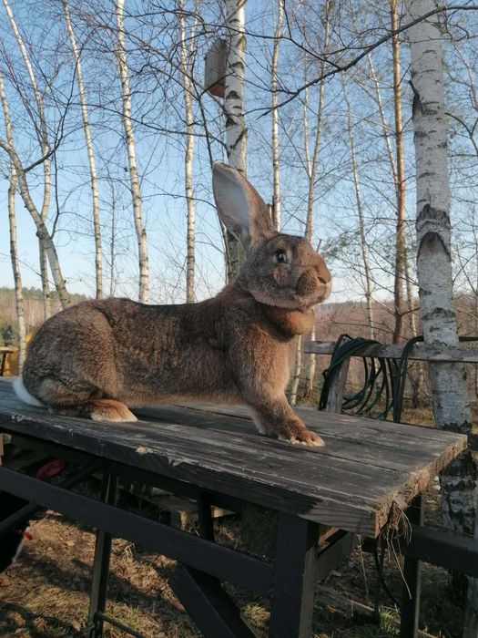 Olbrzym belgijski - samica