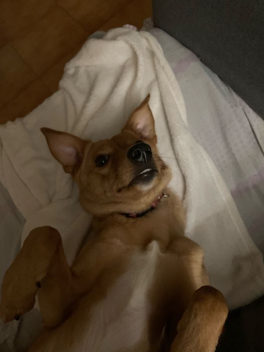 Adoção Responsavél - Paçoca