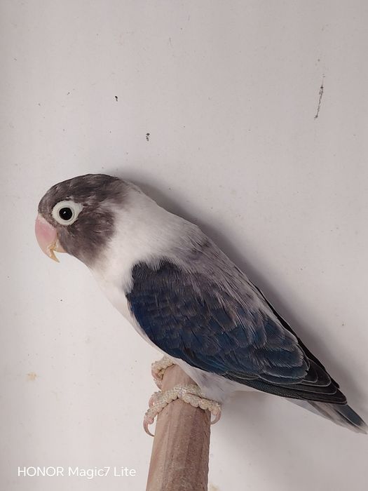 Agapórnis personatus
