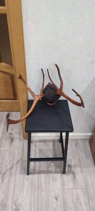 Интерьєр, Декор, Роги. Декор на стіну.