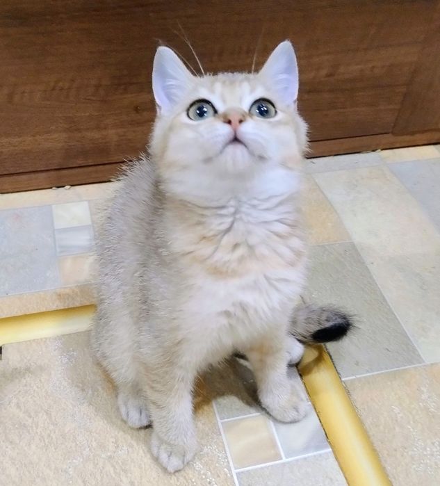 Котик британська золота шиншила