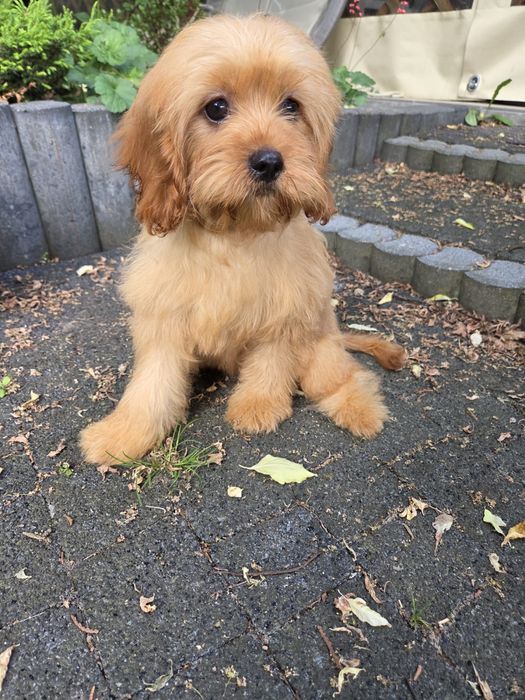Cavapoo szczeniak