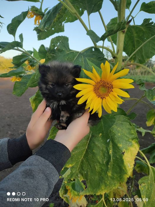Малый шпиц, мальчики