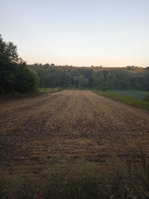 Продам земельну ділянку Кагарлицький район, с.Халча. 80 км від Києва