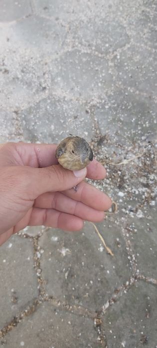 Hibrido Cardinalito e Pintassilgo