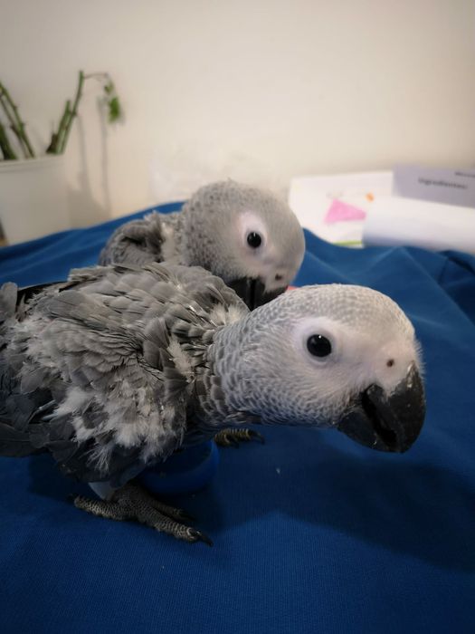 Papagaios cinzentos e amazonas auropalliatas