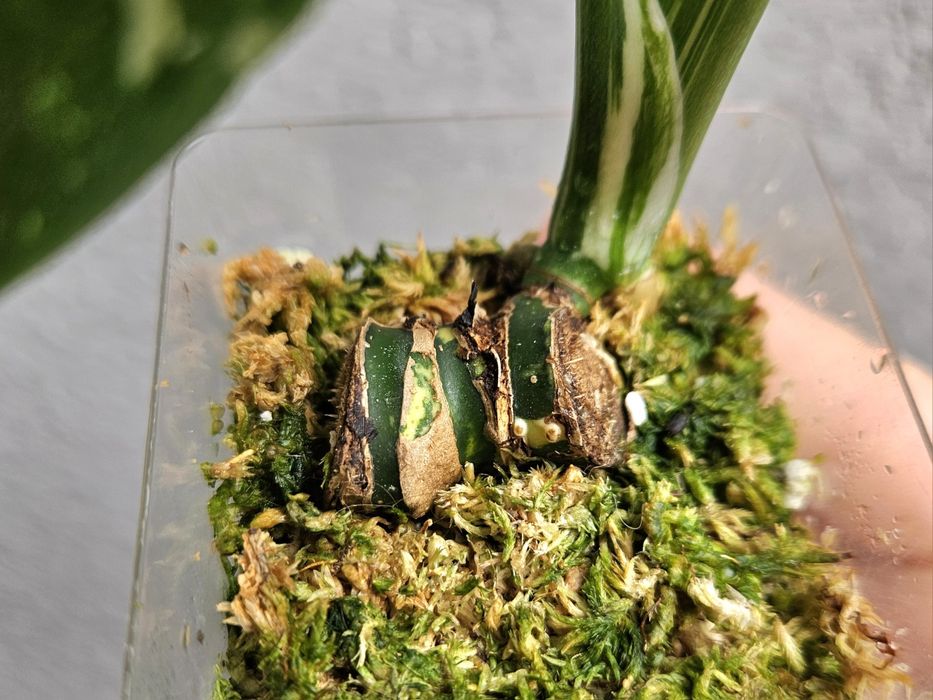 Monstera Thai Mutation noID 3 listna sadzonka + drugi węzeł