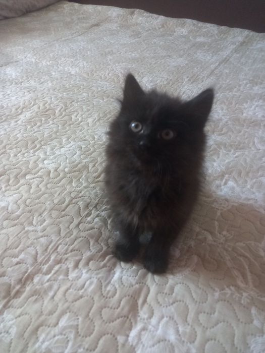 Віддам кошеня в добрі руки!