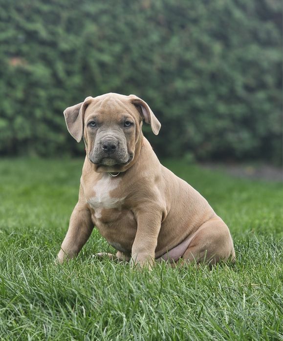 Piękny pies american bully xl