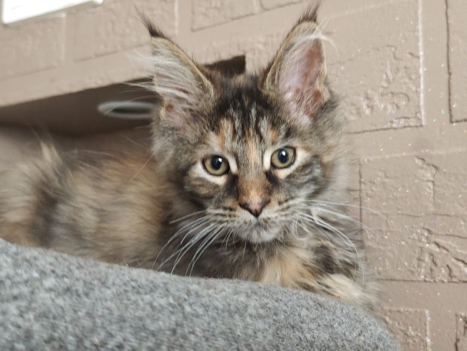 Dziewczynka Maine Coon