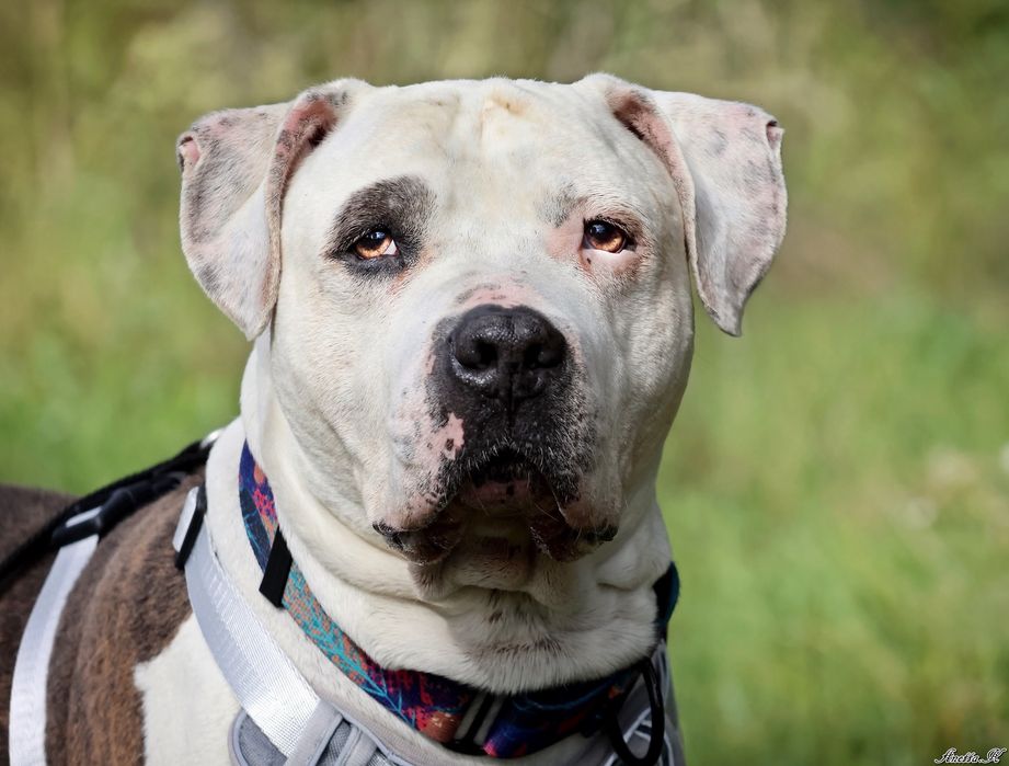 Przecudowny Amstaff Roni szuka swoich ludzi