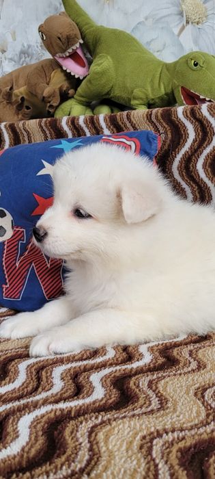 Uroczy Piesek Samoyed