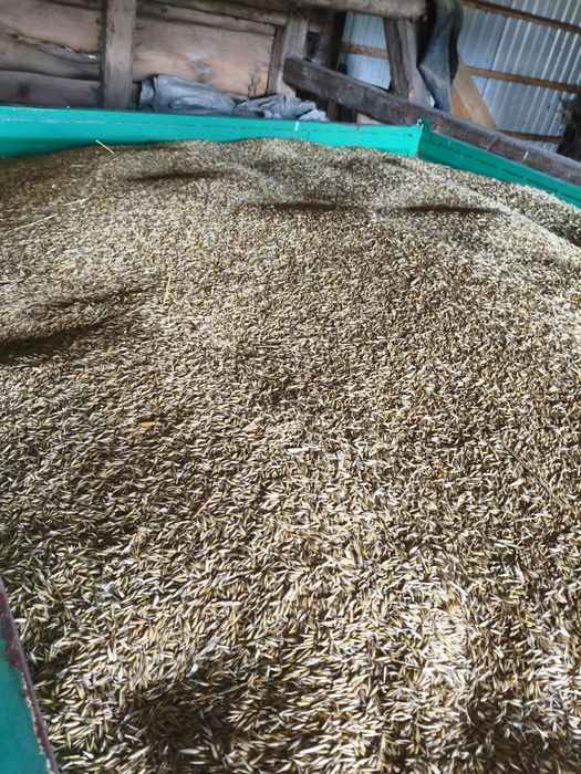 Mieszanka zbożowa 80 % owsa