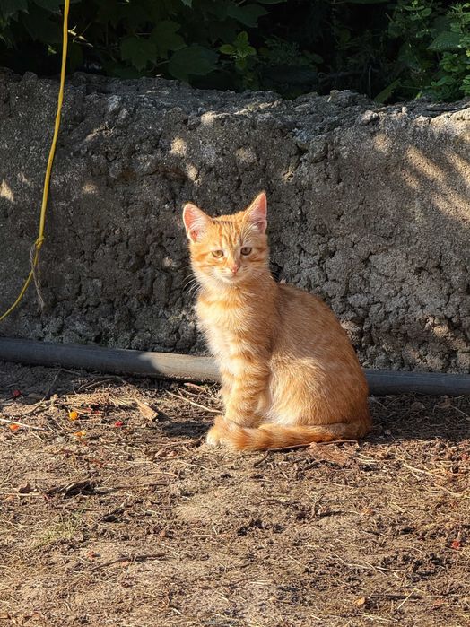 Руде допитливе кошеня, хлопчик, 3 місяці — безкоштовно в добрі руки