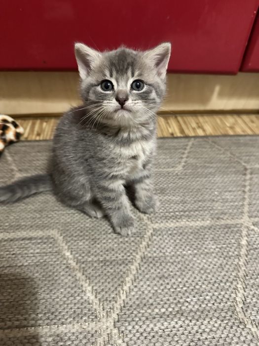 Шотланские котята