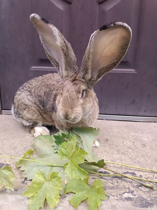 Продам  кроликів велетнів.