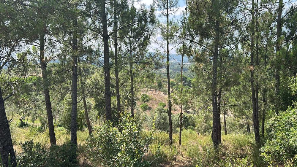 Terreno rústico - Quebradas (Alcoentre) - 2.440m2