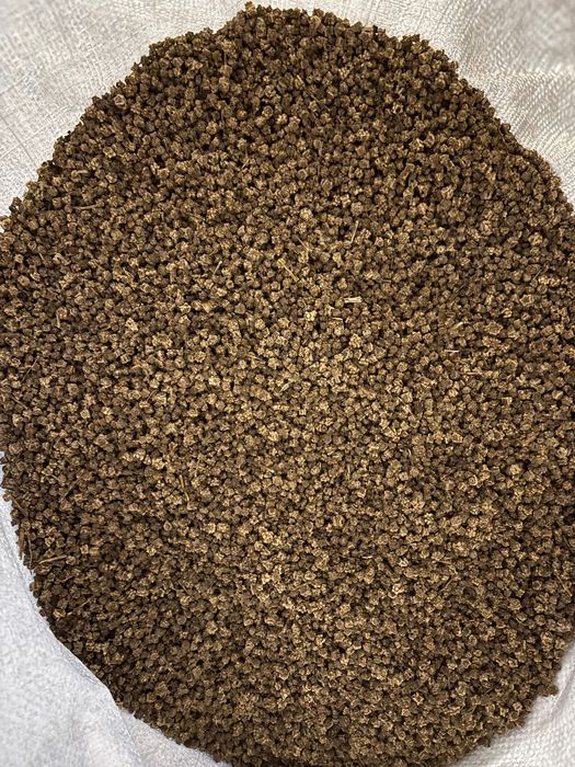 Nasiona buraków pastewnych Ursus poly