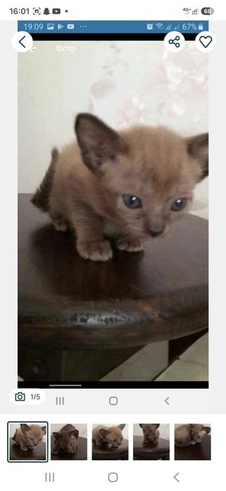 Самые лучшие бурманские кошки здесь