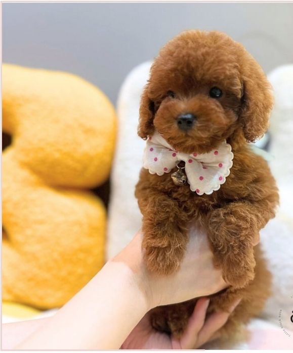 Малиш той пудель, Ред Браун,