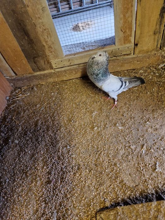 Gołębie Garłacze koroniaste górnoślaskie