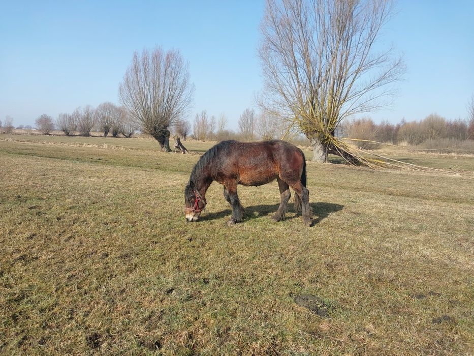 Sprzedam źrebicę 2 latkę