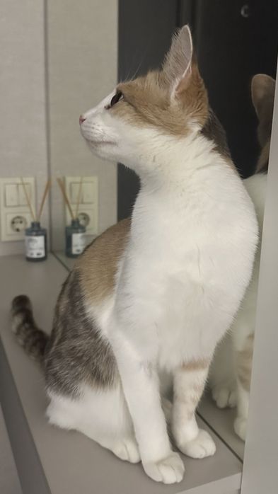 Кішка Моніка в пошуках дому