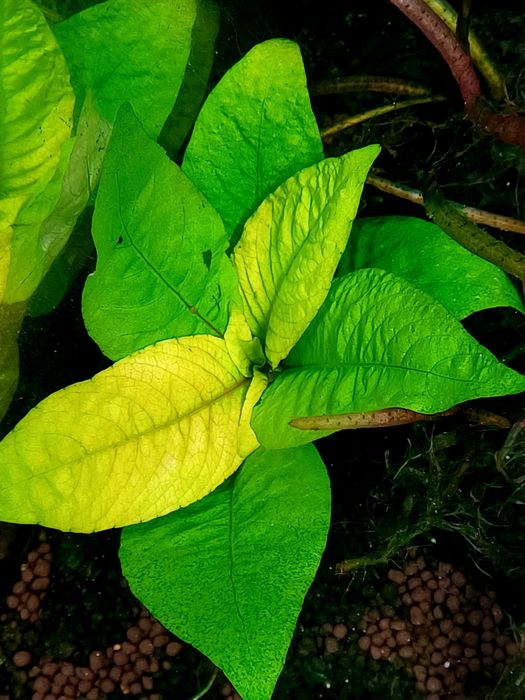 Hygrophila Corymbosa