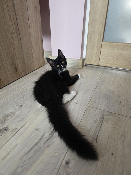 Kocur Maine Coon, FPL rodowód