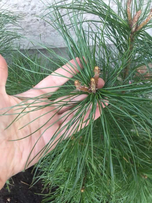 Кедр Корейський, саджанці 50 см. Сосна, хвойні.